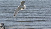 Gull landing on shore