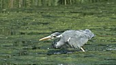 Grey heron catching a fish