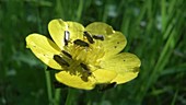 Day-flying moths on buttercup