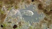 Ciliate protozoa feeding