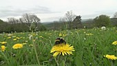 Bumblebee amongst dandelions