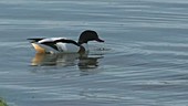 Pair of common shelduck