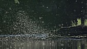 Mayflies swarming