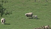Twin lambs suckling