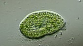 Paramecium bursaria, light microscopy