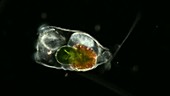 Predatory rotifer, light microscopy