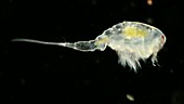 Marine crustacean larva