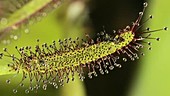 Cape sundew engulfing an insect