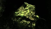 Cyanobacteria releasing oxygen