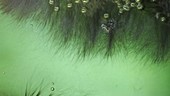 Algae bloom, timelapse footage