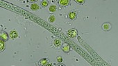Strands of Oscillatoria cyanobacteria