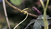 Dodder parasitic plant, timelapse