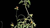 Dodder parasitic plant, timelapse