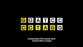 DNA cleavage by restriction enzymes