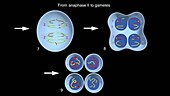 Meiosis, animation