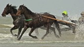 Horses and trap on a beach, high-speed