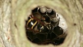 Wasps inside nest