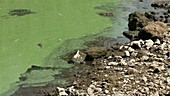 Cyanobacteria bloom in a lake