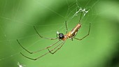 Spider in web with prey