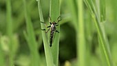 Robber fly