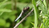 Broad-bodied chaser dragonfly