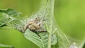 Spindle ermine moth's nest