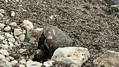 Loggerhead turtle carcass