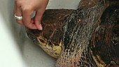 Cleaning a loggerhead turtle