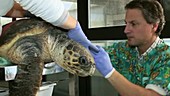 Cleaning loggerhead turtle