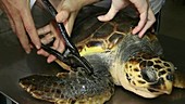 Tagging a loggerhead turtle