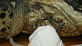 Removing stitches from turtle