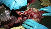 Autopsy of loggerhead turtle