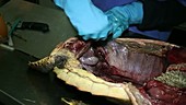 Autopsy of loggerhead turtle