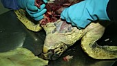 Autopsy of loggerhead turtle