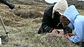 Botanists in Greenland