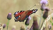 European peacock butterfly