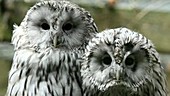 Ural owl