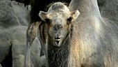 Bactrian camel chewing the cud