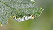 Gooseberry sawfly caterpillar