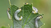 Gooseberry sawfly caterpillars
