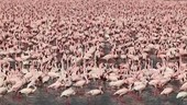 Lesser flamingo colony