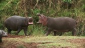 Hippopotamus fight