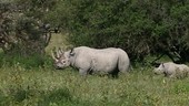 Black rhinoceros family