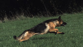 German shepherd dog running