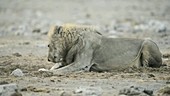 Lion rolling in antelope remains