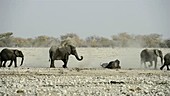 African elephants dust bathing