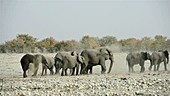African elephants dust bathing