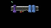 GPCR cellular signal amplification