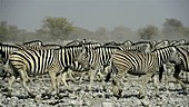 Burchell's Zebra Herd