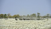 Moving Burchell's zebra herd